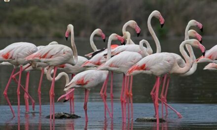 Cagliari – Un parco in ogni stagione